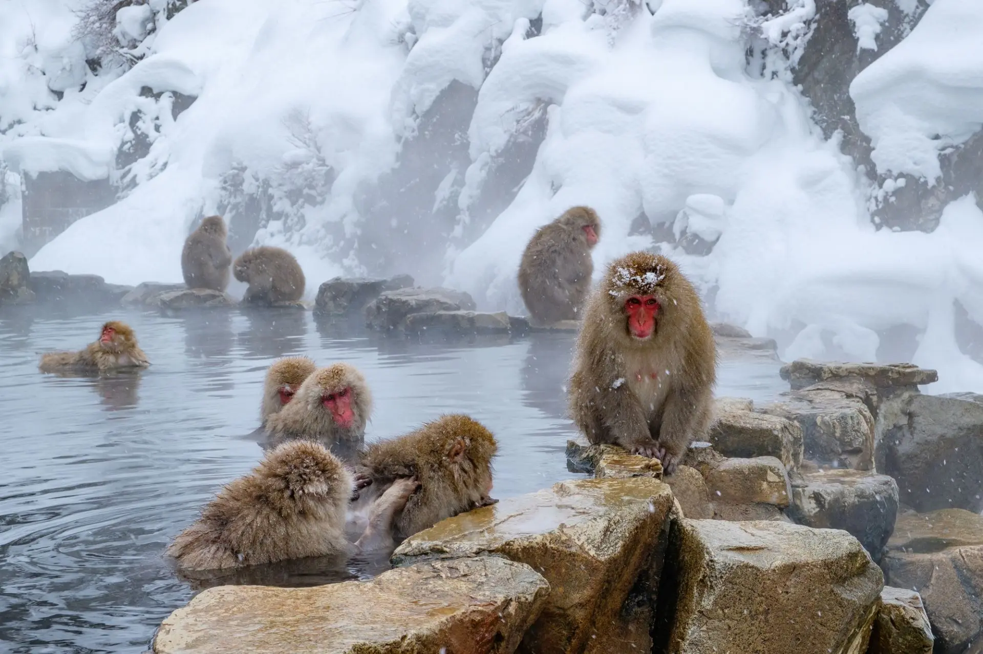 HAPPINESS SECRET MONKEY ONSEN WITH HAKUBA WINTER OF NATURE SONG