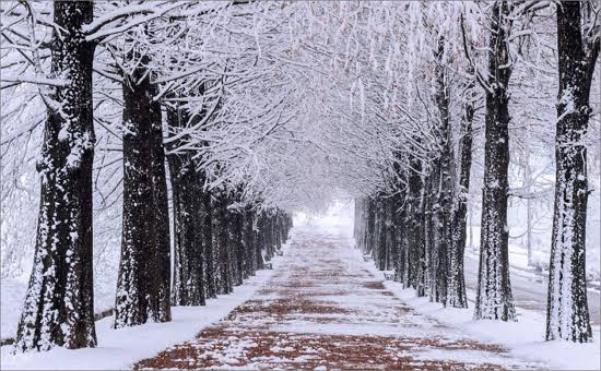 KOREA’S SNOWING SKI