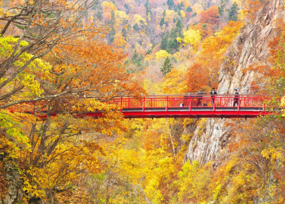 HAPPINESS COLOURFUL AUTUMN LEAES EAST HOKKAIDO (AMAZING HOT AIR BALLON)