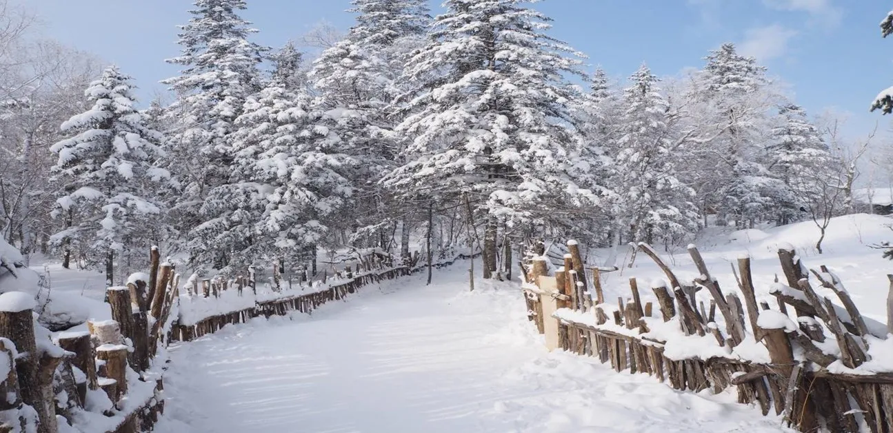 Harbin Dream Snow & Ice Journey