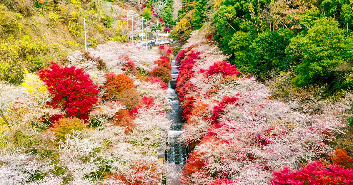 HAPPINESS AUTUMN OF WALTZ COLORSFUL OBARA KORANKEI